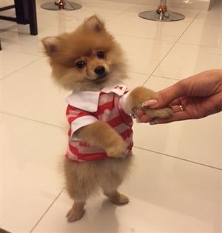 Pomeranian 2024 dog jacket